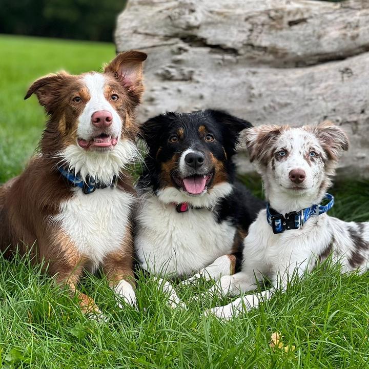 We are Hunter Hope and Hugo!!!