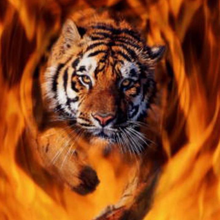 Fire tiger