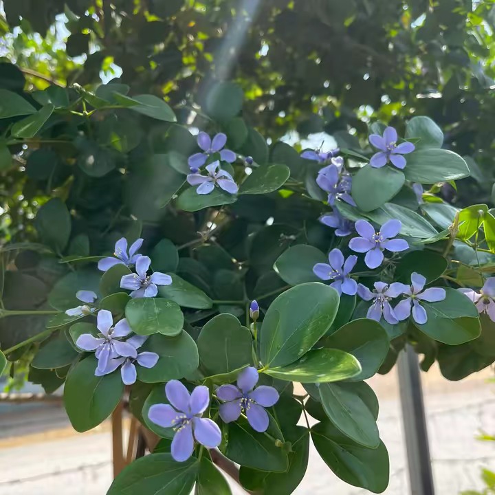 สวนเเก้วเจ้าจอมณคุณ สุพรรณบุรี