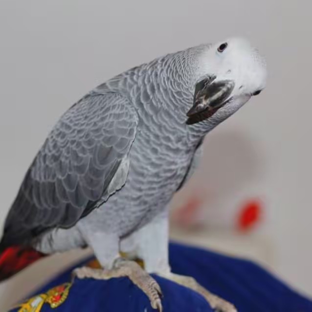 Budy Urenda Mena (Laura)