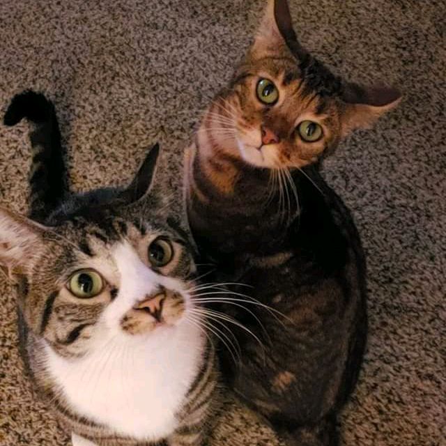 CatMomsCrafts2.0💚