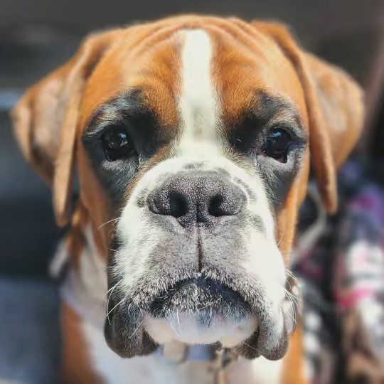 Tyson Michal - Best Boxer Boy