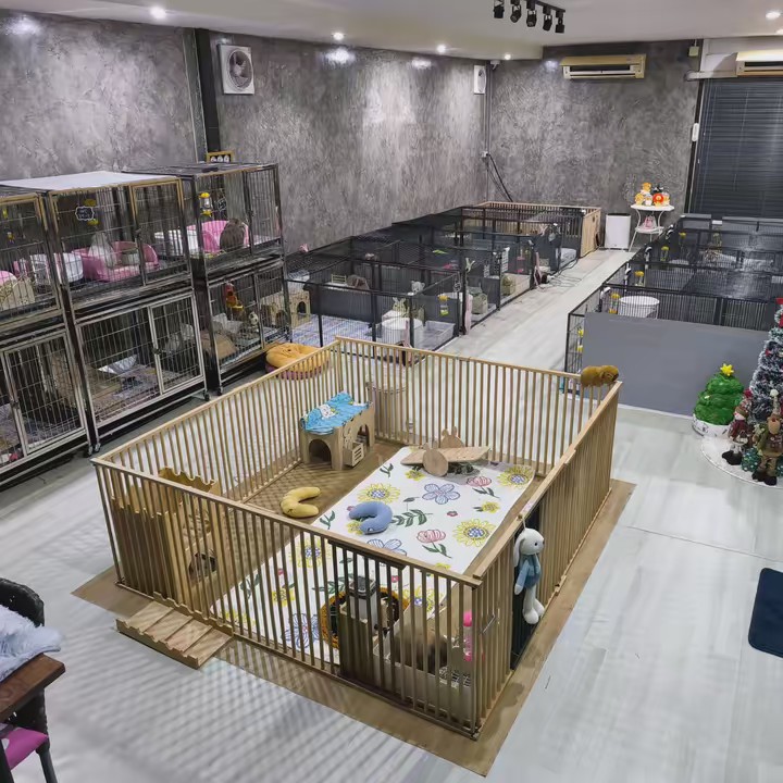 walee saijai rabbit you