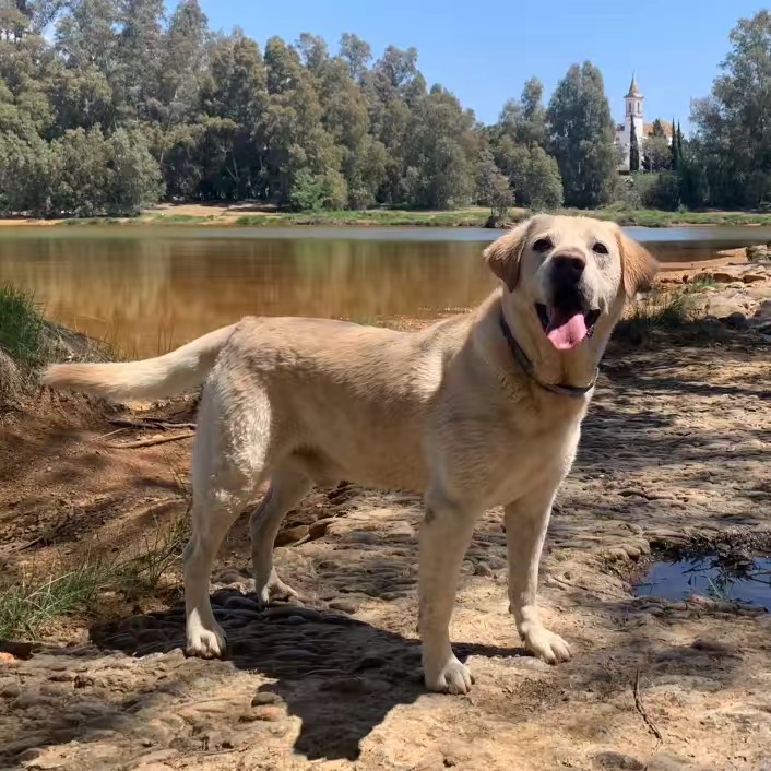 LEO el LABRADOR