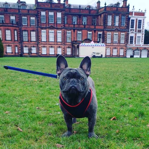 Pesci_thefrenchie