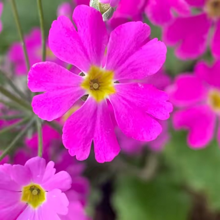 MAX🇯🇵 🇱🇰