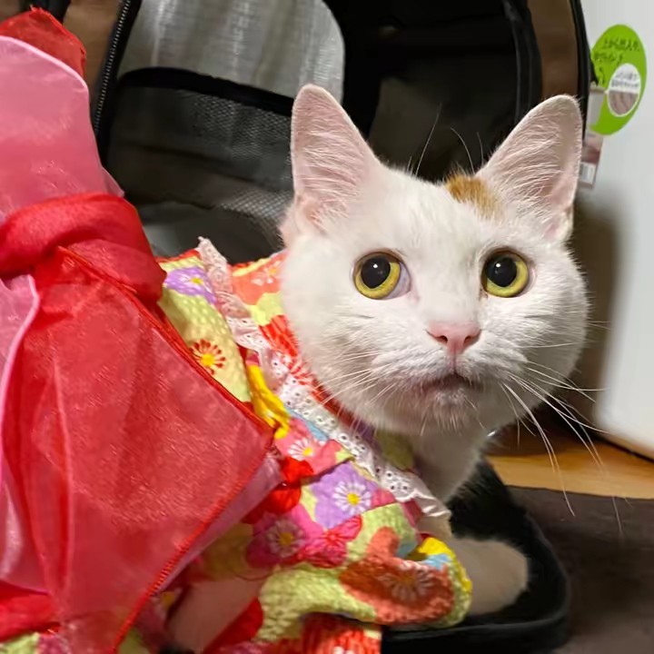 りょうちゃん長崎日帰り弾丸トラベラー🔰🐾