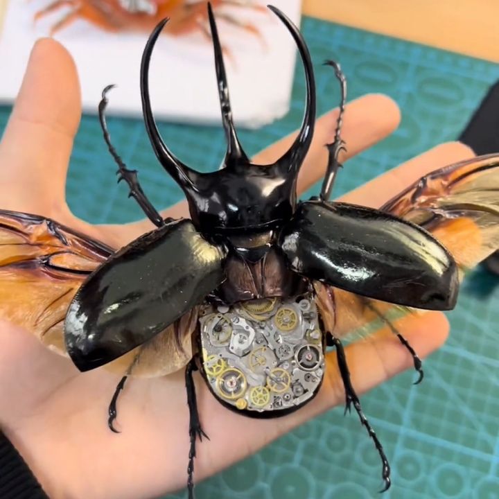 StarInsectSpecimenClub