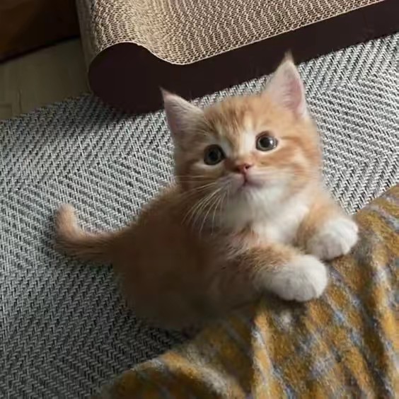 ไอ้ส้มตัวป่วนน