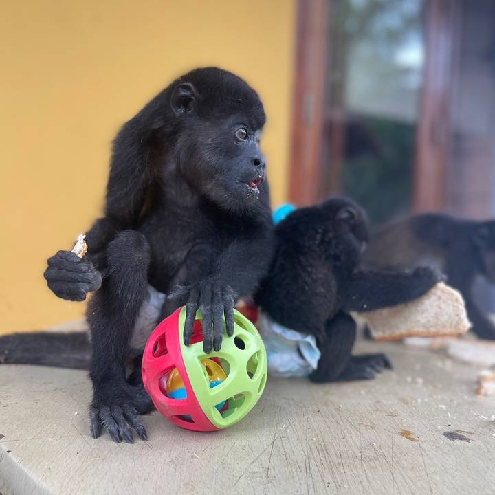 Heavens.Howler.Monkeys