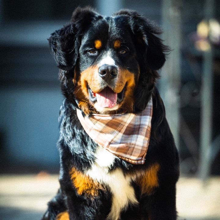Max The Bernese