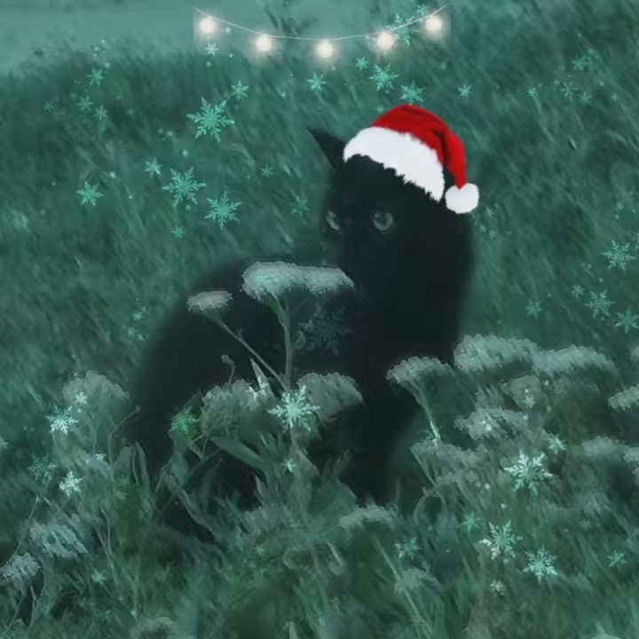 A colby lover🐈‍⬛🍄👻