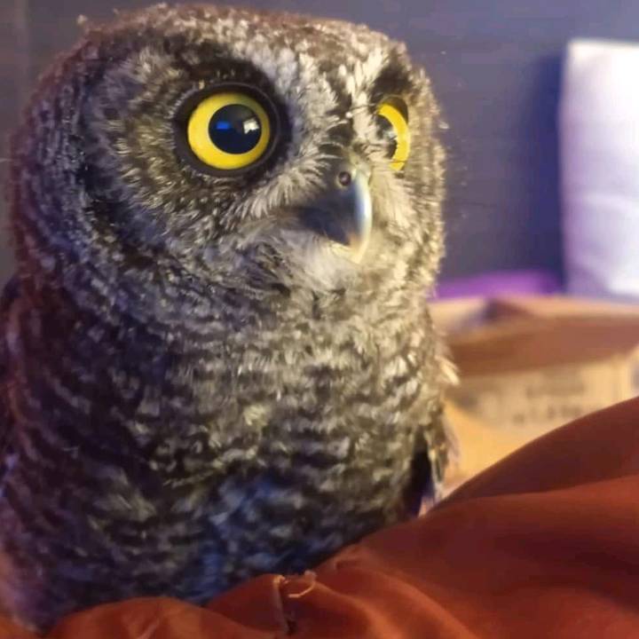 ༺⎳𝓸𝓿𝓮❥♡❤️ ᗰᗩᑎᑌᗴᒪ Ꭵᗷᗩñᗴ乙