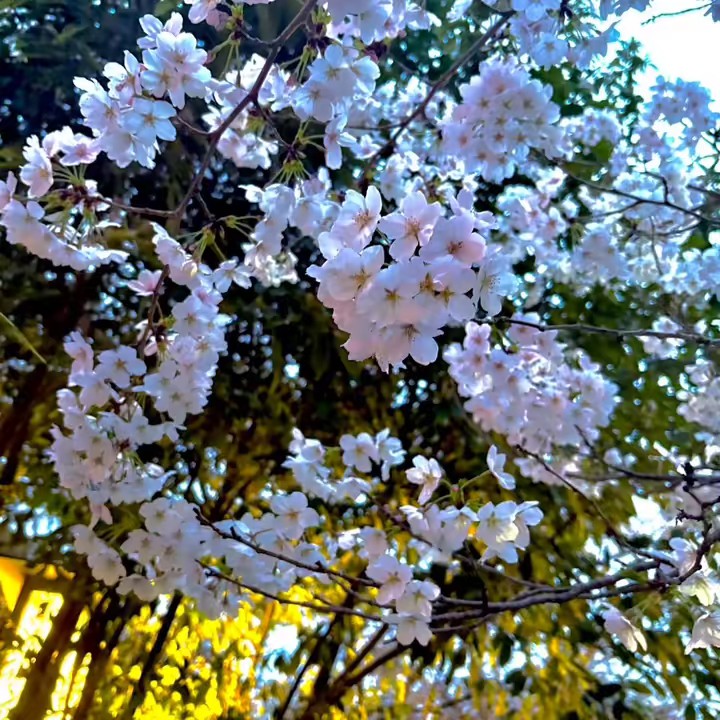 らいと💡☆。.:＊・゜