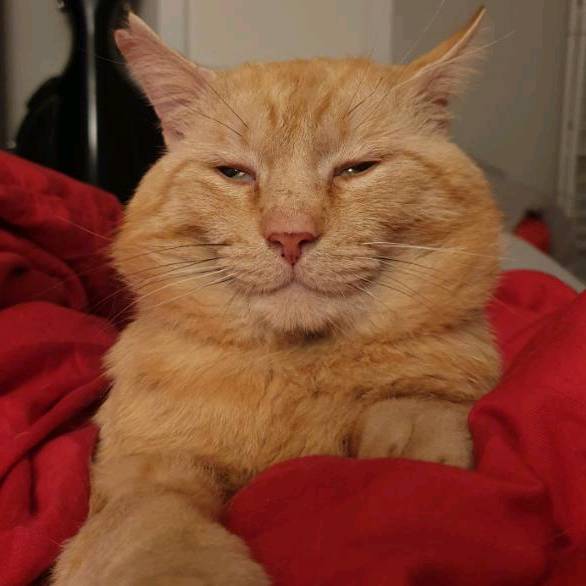 Albertino Amadeus The Cat