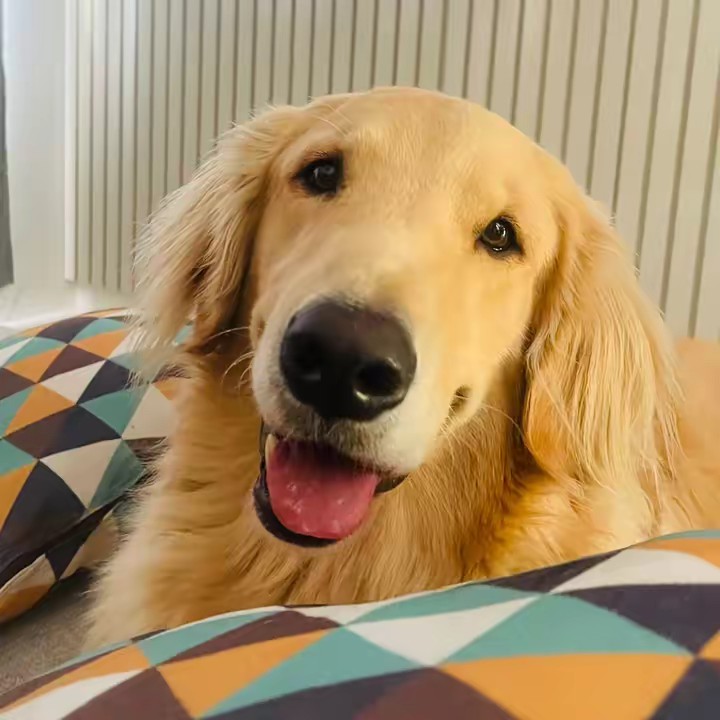 as aventuras de simba 🐶🐾💙