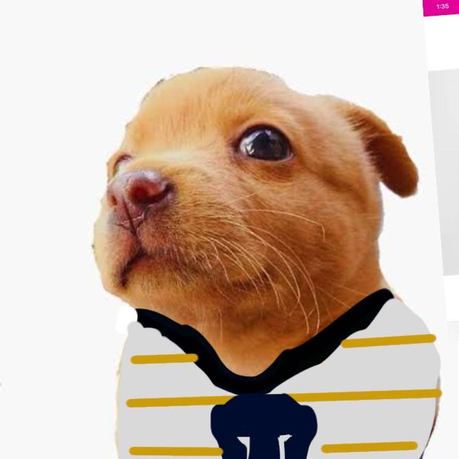 Apoco NO tilín Edits