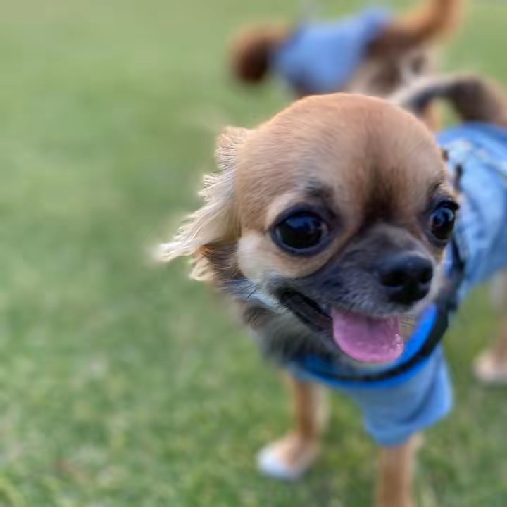 ここ　チワワ🐶