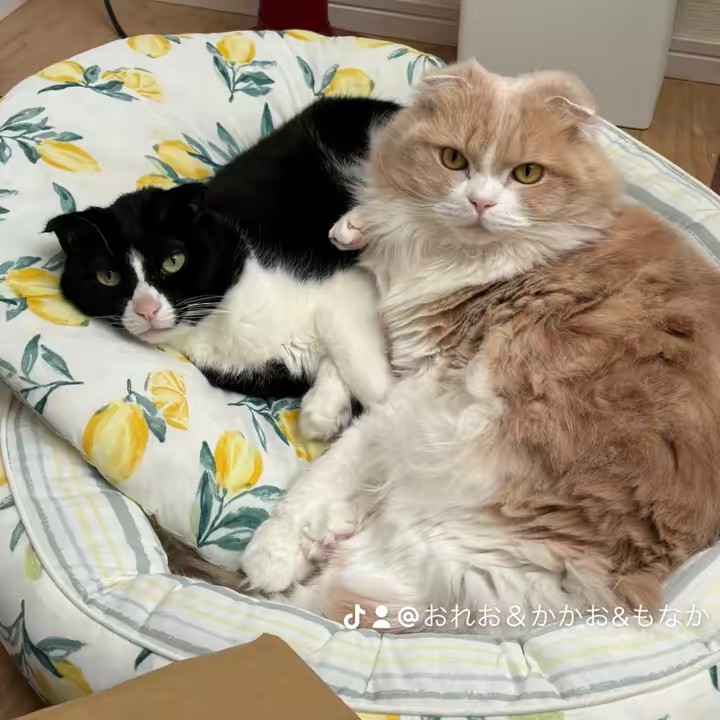 おれお＆かかお&もなか