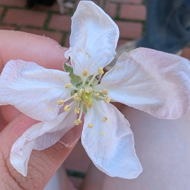 *:.｡. léone .｡.:*