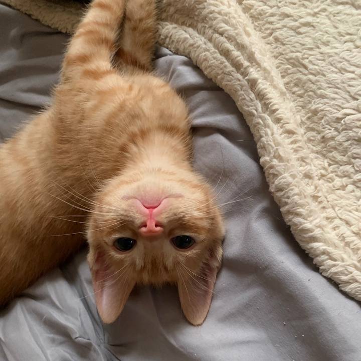 Felix the Orange Cat