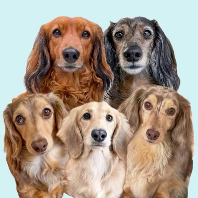 Heather’s Dachshunds