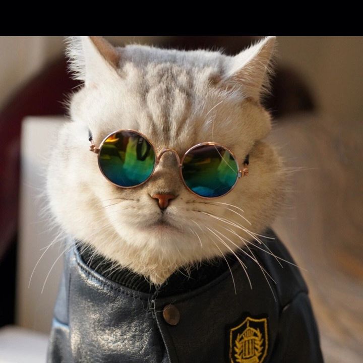 Cute Pet Encyclopedia