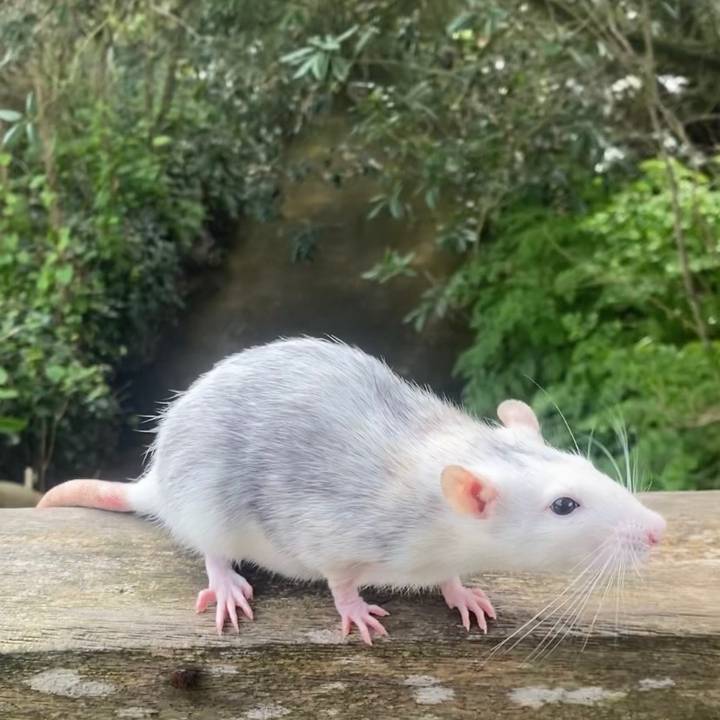 0milkshake.oreo.pixie.willow0