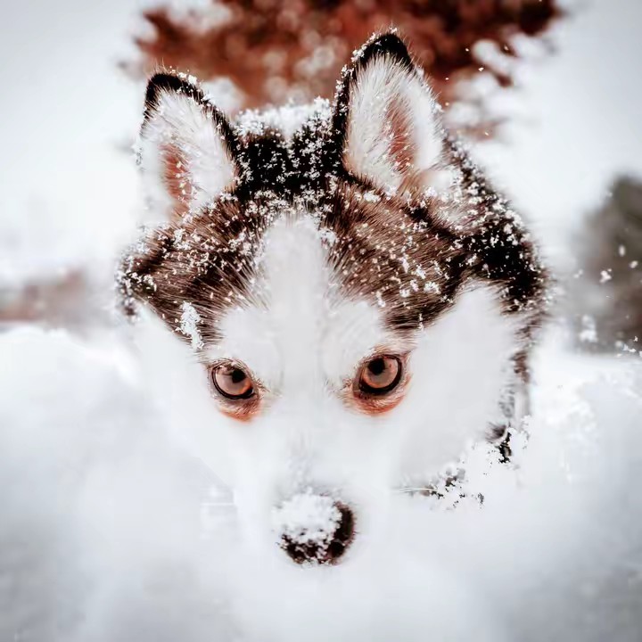 Winter Pomsky