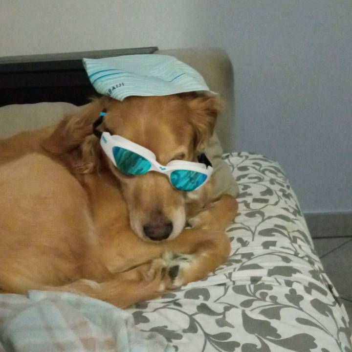 Otto_il_cangnolino_bello