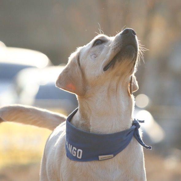 리트리버망고 🥭