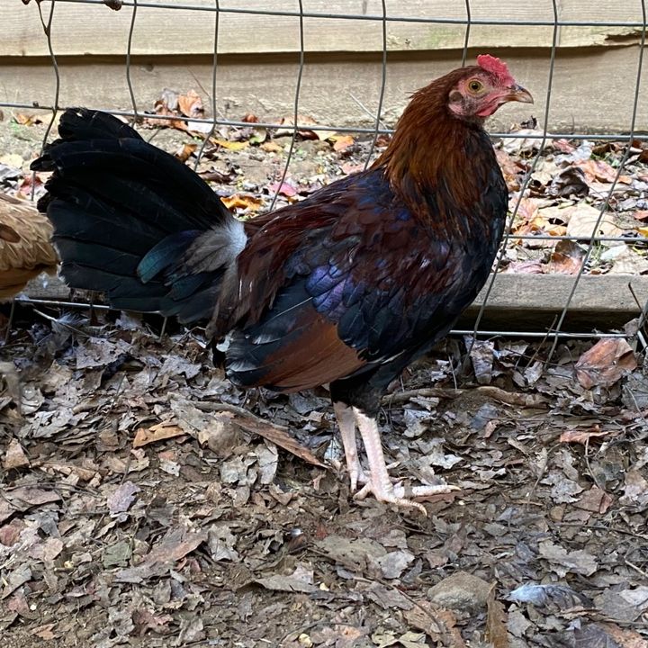 Pepe’s GameFarm 🐓🇲🇽👨‍🌾🌻