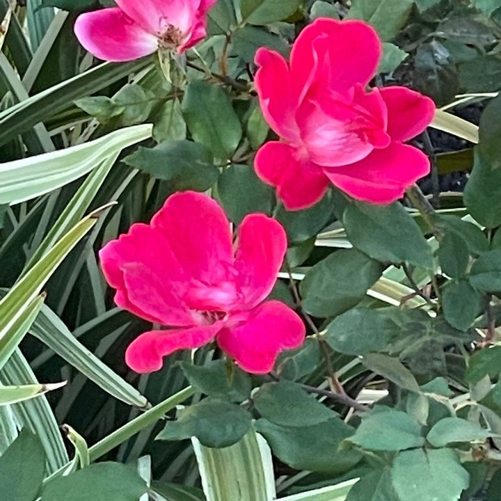 Peace ☮️, Love ❤️, and Hugs 🤗