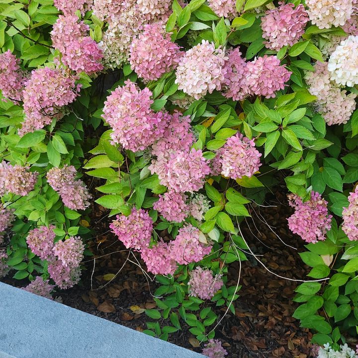 💕Vicky ❤️‍🔥