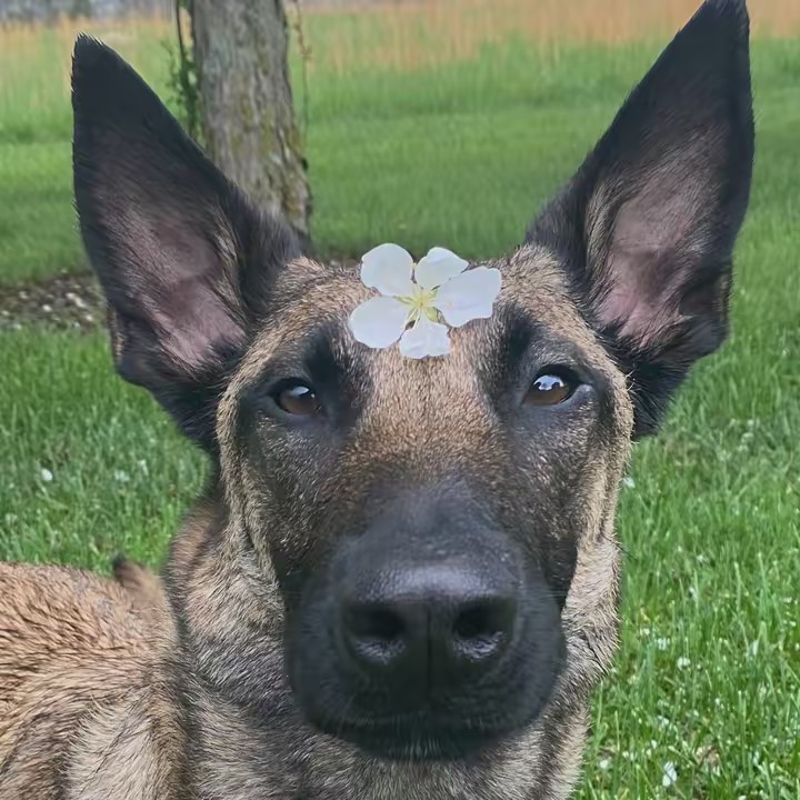 Arya The Maligator 🐊