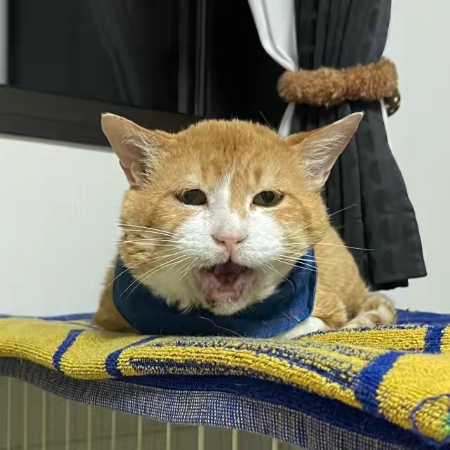 走るピアニスト