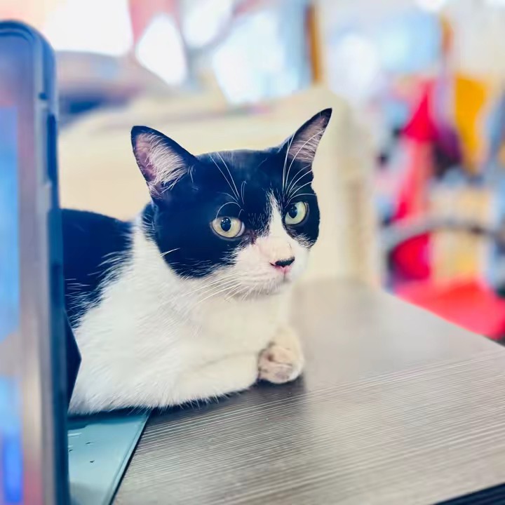 ฮานะออโต้พาร์ท