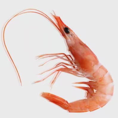 Manolo el gambas duras🦐