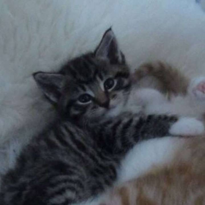 𝐇𝐚𝐥𝐥𝐢𝐞 ᥫ᭡