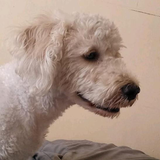 Verónica Guanoluisa