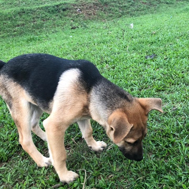 Sâu- Chú chó đồng quê
