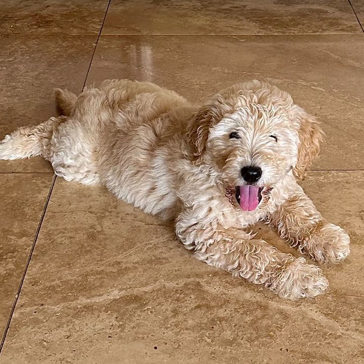 HoneyTheDoodle
