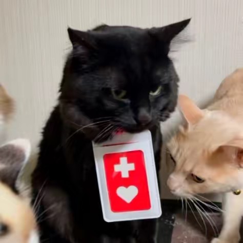 🐈‍⬛🏅ねこキン🏅🐈🐾パニック障害とねこ