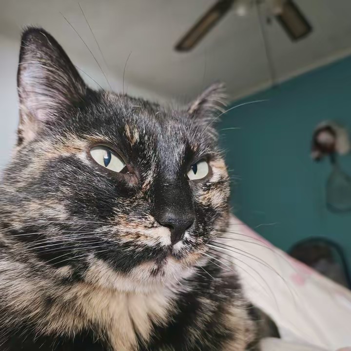 aldomxe 🇲🇽🇨🇦