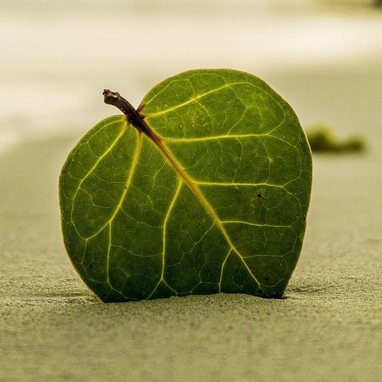 Health & Wellness 🌿