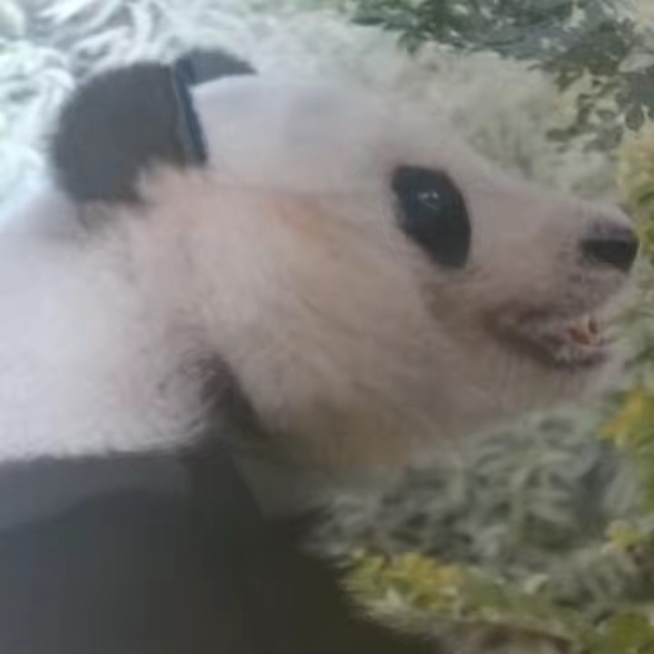 パンダ🐼