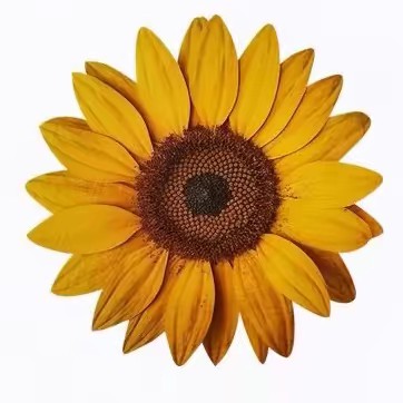 نـوره | المدينه المنورة