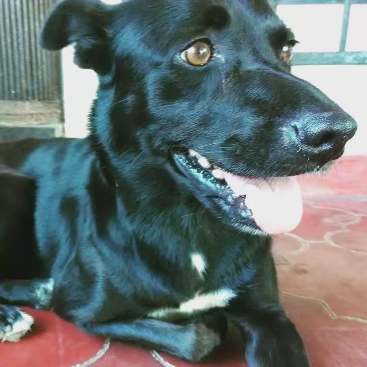 Карлос ¡🎧!