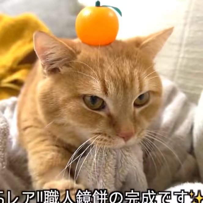 トール_Sun 🦋🐾 💎🍕☀️ 🎸🤙