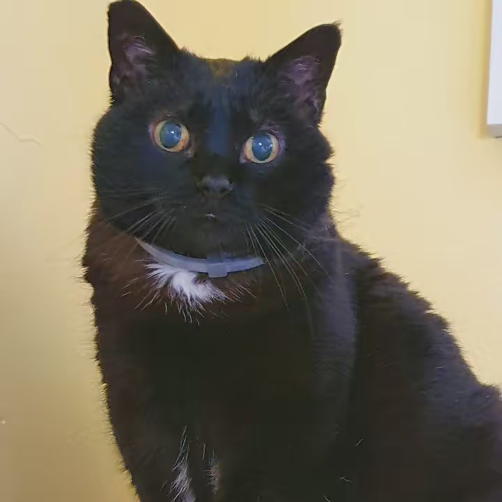 My name is CIUPPA 🐈‍⬛